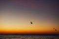 Beautiful view of seagulls flying in sky at sunrise in sea. Birds in colorful sky during sun rise, atmospheric moment. Sunset,