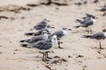 Beautiful view of seagulls gathered along the sandy shoreline of Miami Beach Royalty Free Stock Photo