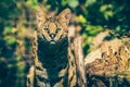 Serval Leptailurus serval Royalty Free Stock Photo