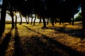 Beautiful view of the shadow of the trees on the grass-covered field captured at sunset Royalty Free Stock Photo