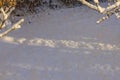 Beautiful view of shadows from rays of sun on white snow in garden on frosty winter day. Royalty Free Stock Photo