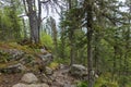 Beautiful view of Siberian nature. Very beautiful and fabulous forest