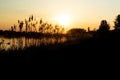 Beautiful view of silhouetted reeds against the golden sunset sky Royalty Free Stock Photo