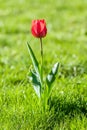 Beautiful view of a single red tulip growing in the field on a blurry background Royalty Free Stock Photo