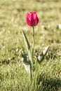 Beautiful view of a single red tulip growing in the field on a blurry background Royalty Free Stock Photo