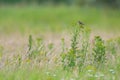 Beautiful view of skylark bird in the field