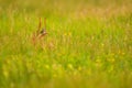 Beautiful view of skylark bird in the field