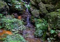 Beautiful view of a small mountain creek water flowing over the mossy stones in tropical forest Royalty Free Stock Photo