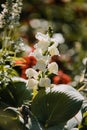 Beautiful view of a Snapdragons in the garden Royalty Free Stock Photo