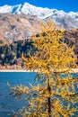 Autumn landscape with yellow colored larch tree along the shore of a lake in the Swiss Alps Royalty Free Stock Photo