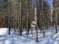 Beautiful view of the snow-covered coniferous forest in the park. Birdhouse for birds hangs on a tree. Noyabrsk, Russia