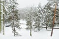 Beautiful view of snow covered forest. Rime ice and hoar frost covering trees. Chilly winter day. Winter landscape near Vilnius,