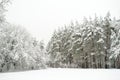 Beautiful view of snow covered forest. Rime ice and hoar frost covering trees. Chilly winter day. Winter landscape near Vilnius,