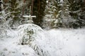 Beautiful view of snow covered forest. Rime ice and hoar frost covering trees. Scenic winter landscape near Vilnius, Lithuania Royalty Free Stock Photo