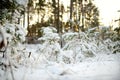 Beautiful view of snow covered forest. Rime ice and hoar frost covering trees. Scenic winter landscape near Vilnius, Lithuania Royalty Free Stock Photo