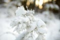 Beautiful view of snow covered forest. Rime ice and hoar frost covering trees. Scenic winter landscape near Vilnius, Lithuania Royalty Free Stock Photo