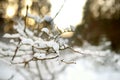 Beautiful view of snow covered forest. Rime ice and hoar frost covering trees. Scenic winter landscape near Vilnius, Lithuania Royalty Free Stock Photo