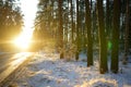 Beautiful view of snow covered forest. Rime ice and hoar frost covering trees. Scenic winter landscape near Vilnius, Lithuania Royalty Free Stock Photo