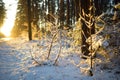 Beautiful view of snow covered forest. Rime ice and hoar frost covering trees. Scenic winter landscape near Vilnius, Lithuania Royalty Free Stock Photo