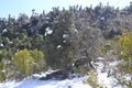 Beautiful view of the snow covered hills and Pine trees Royalty Free Stock Photo