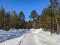 Beautiful view of the snow-covered road with a bench and coniferous forest in the city park. Noyabrsk, Russia