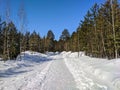 Beautiful view of the snow-covered road and coniferous forest in the city park. Noyabrsk, Russia