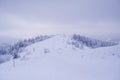 Beautiful view of snow-covered spruce in the mountains