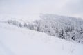 Beautiful view of snow-covered spruce in the mountains