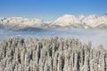 Beautiful view of the snow-covered spruces, mountains and low clouds in winter Royalty Free Stock Photo