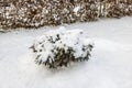 Beautiful view of snowy bushes and rhododendron plant on cold winter day.