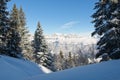 Beautiful view of the snowy mountains through a group of trees on a sunny winter day