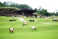 Beautiful view of some sheep grazing