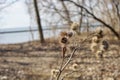 A beautiful view of spiky dried thistle blossoms