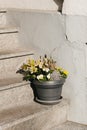 Beautiful view of flowers in a pot on the stairs outside. Royalty Free Stock Photo