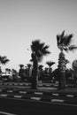 Beautiful view of the street in Egypt with a palm tree alley. Transport street with asphalt road. Sunny summer day with blue sky Royalty Free Stock Photo