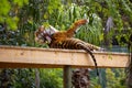 Beautiful view of the Sumatran tiger preening at Adelaide zoo