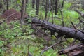 Beautiful view of the summer clean forest. Reserved wild places.