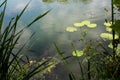 beautiful view of a summer lake with reeds and water lilies Royalty Free Stock Photo