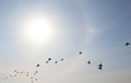 Beautiful view of sun halo and flying birds in blue sky outdoors Royalty Free Stock Photo