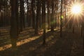 Beautiful view of sun shining through trees in conifer forest at sunset