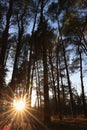 Beautiful view of sun shining through trees in conifer forest at sunset