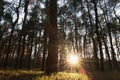 Beautiful view of sun shining through trees in conifer forest at sunset