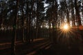 Beautiful view of sun shining through trees in conifer forest at sunset