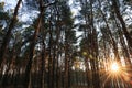 Beautiful view of sun shining through trees in conifer forest at sunset