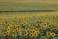 Beautiful view of sunflower field in evening light