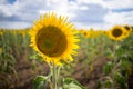 Sunflower Closeup Australia Royalty Free Stock Photo