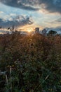 Beautiful view of sunlight covering some flowers in a sunny day