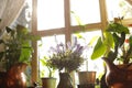 Beautiful view of sunlit houseplants Royalty Free Stock Photo