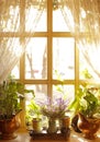 Beautiful view of sunlit houseplants