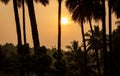 Beautiful view of the sunrise see in-between the coconut trees, Pollachi, Tamil Nadu, India